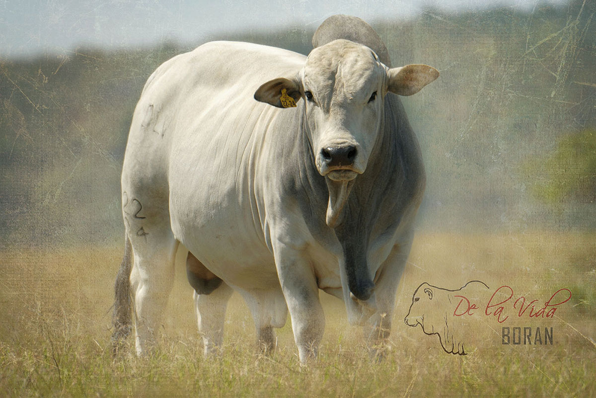 Boran Beef Quality, Pedigree